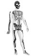 2013 Black and White Skeleton Printed Zentai Suit